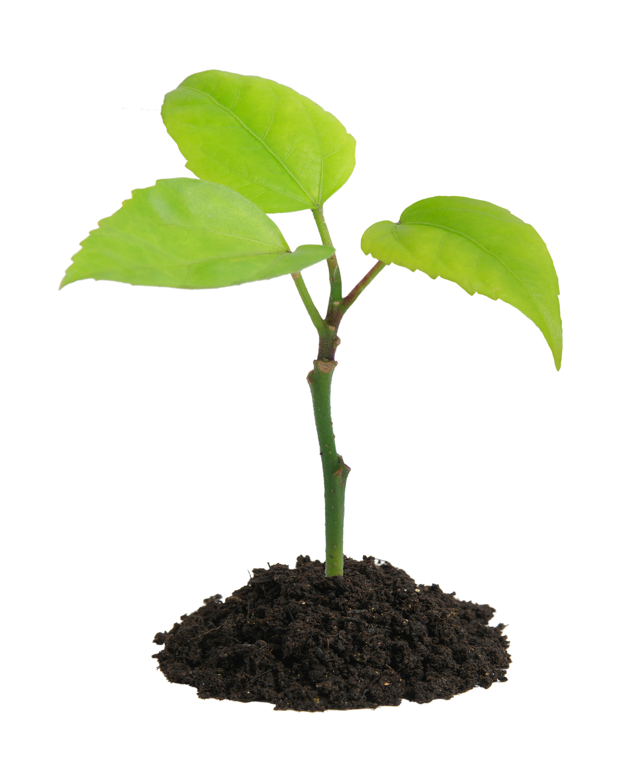 گیاه در خاک